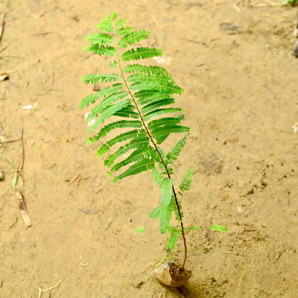 Amla in 4 Inch Nursery Bag