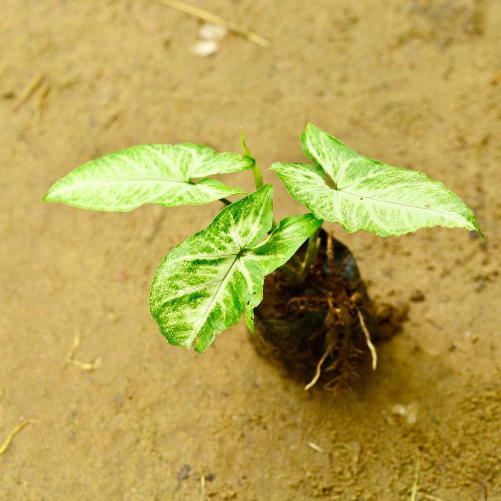 Syngonium Green in 4 Inch Nursery Bag