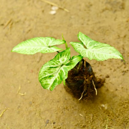 Buy Syngonium Green in 4 Inch Nursery Bag Online | Urvann.com