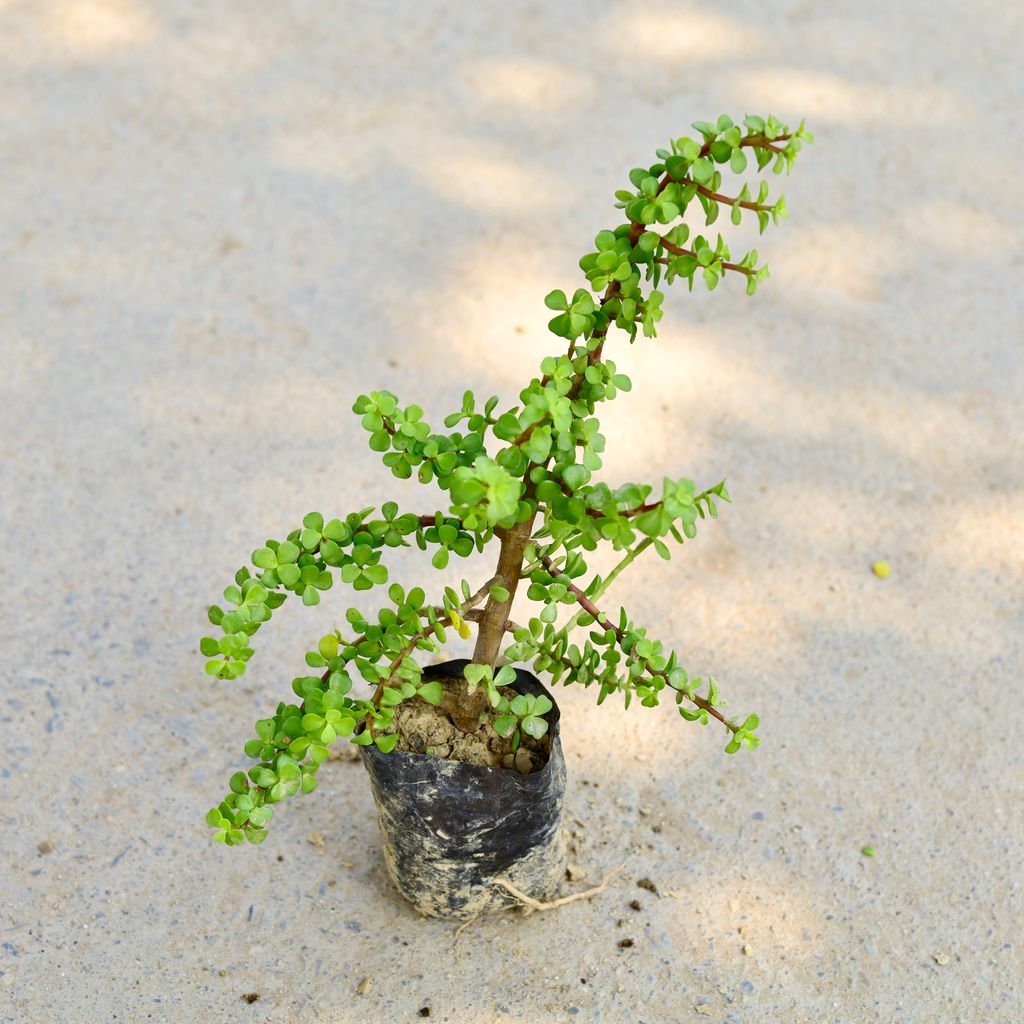 Jade in 4 Inch Nursery Bag