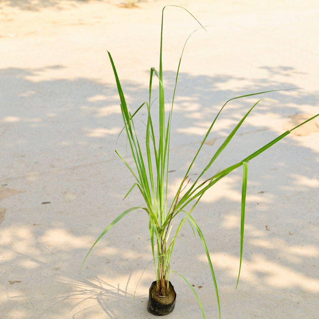 Lemon Grass in 4 Inch Nursery Bag