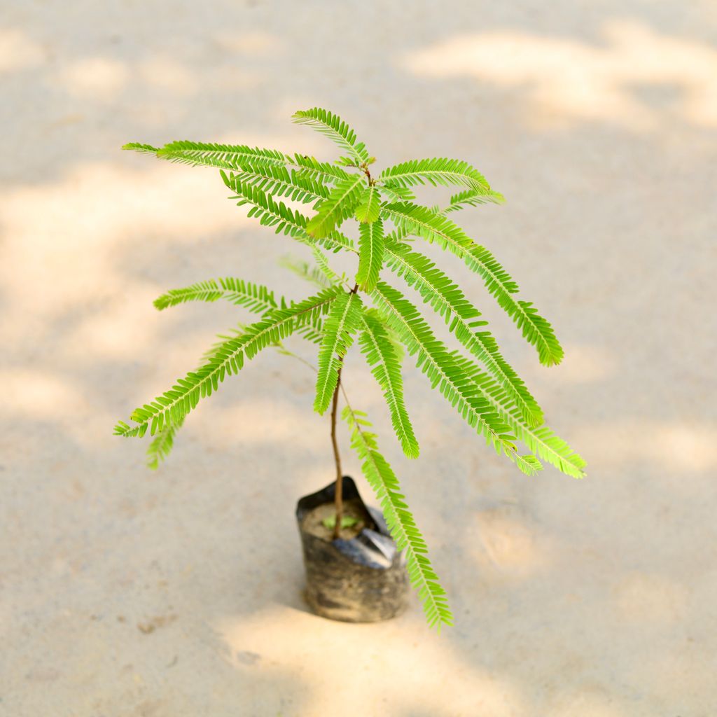 Amla / Indian Gooseberry in 4 Inch Nursery Bag