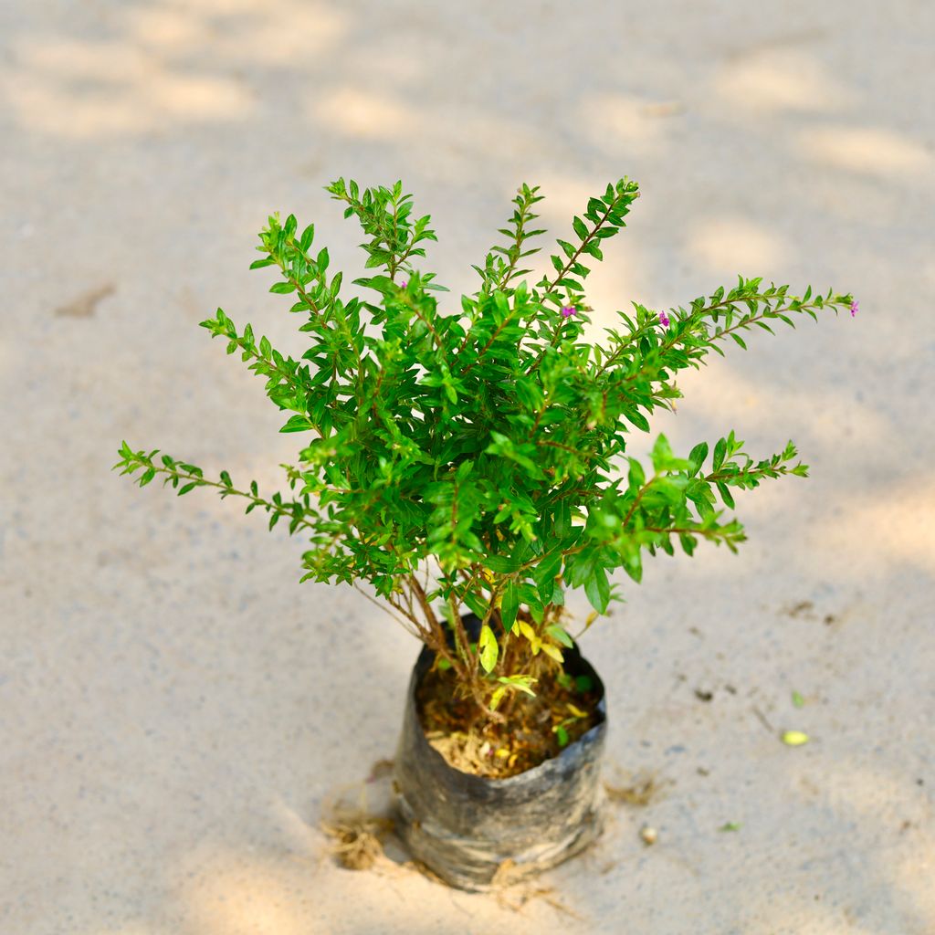 Cuphea / False Heather ( Any Colour) in 4 Inch Nursery Bag