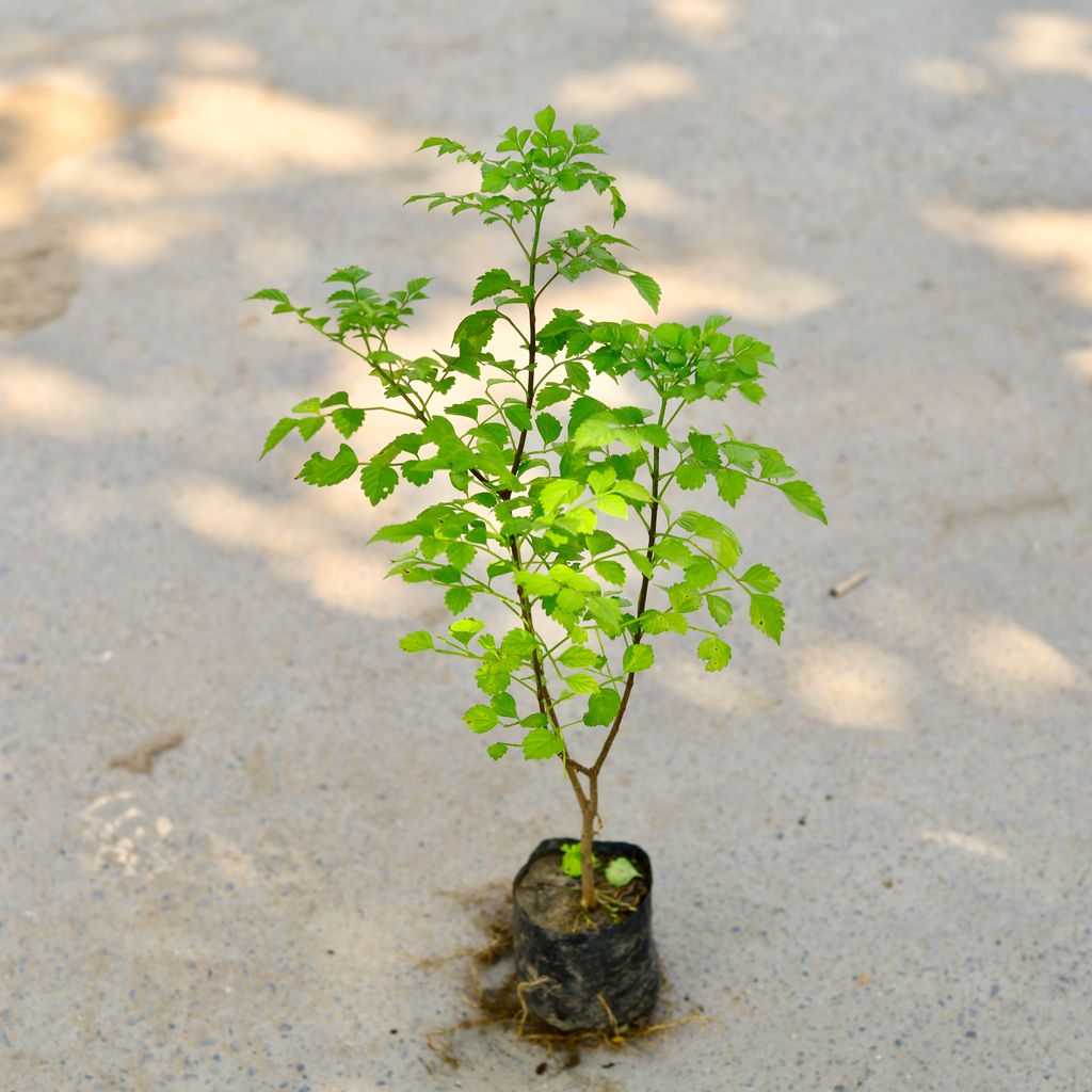 Tecoma Capensis in 4 Inch Nursery Bag