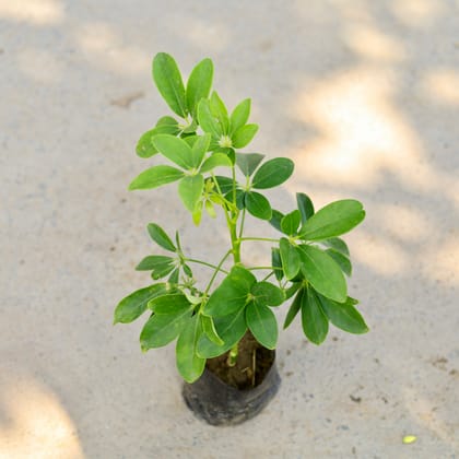 Buy Schefflera Green in 4 Inch Nursery Bag Online | Urvann.com