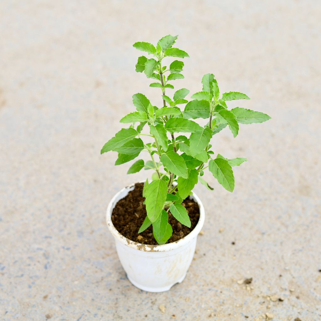 Rama Tulsi in 5 Inch White Nursery Pot