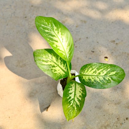 Buy Dieffenbachia Seguine in 4 Inch Nursery Bag Online | Urvann.com