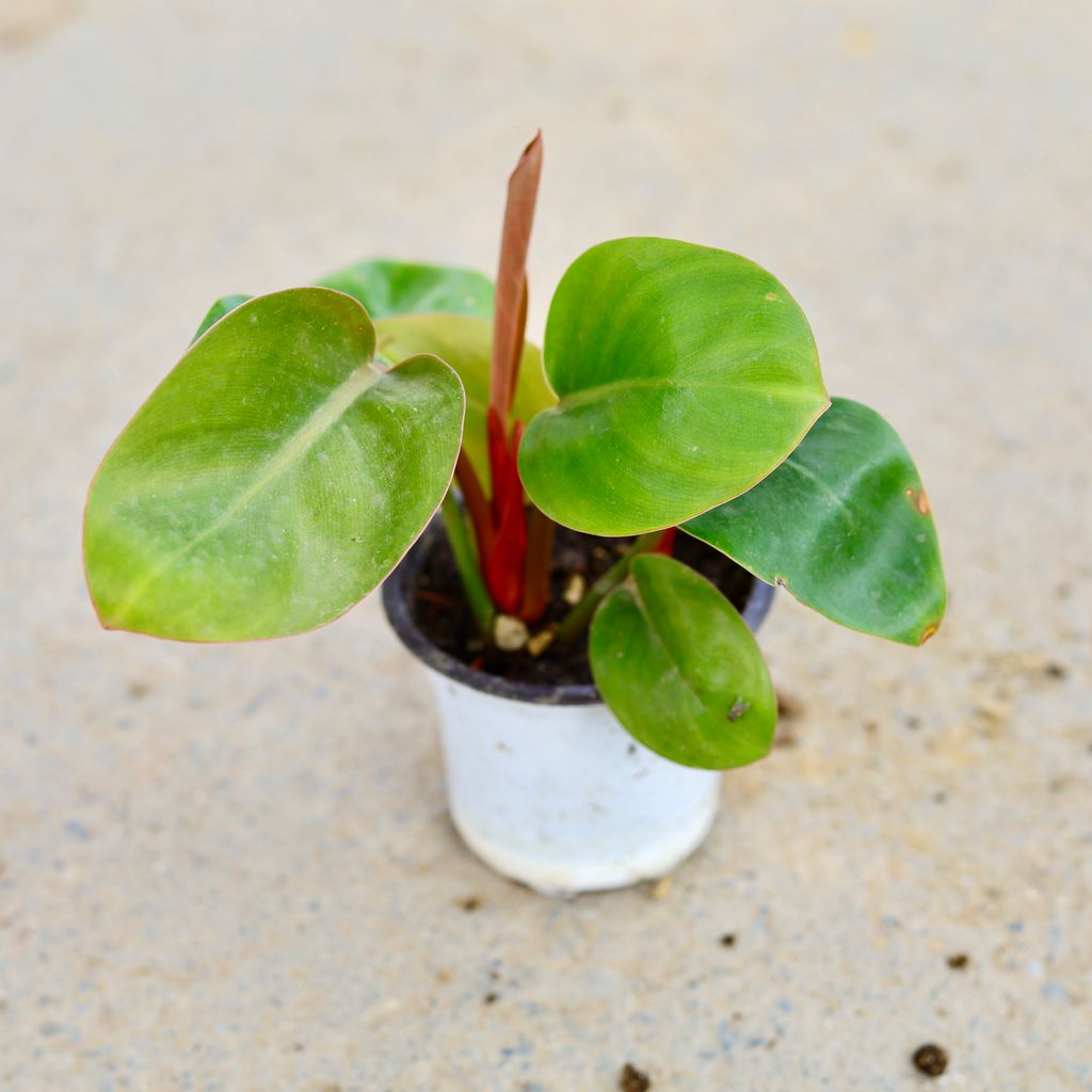 Philodendron Red in 5 Inch White Nursery Pot