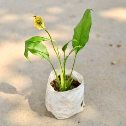 Buy Peace Lily in 4 Inch Nursery Bag Online | Urvann.com