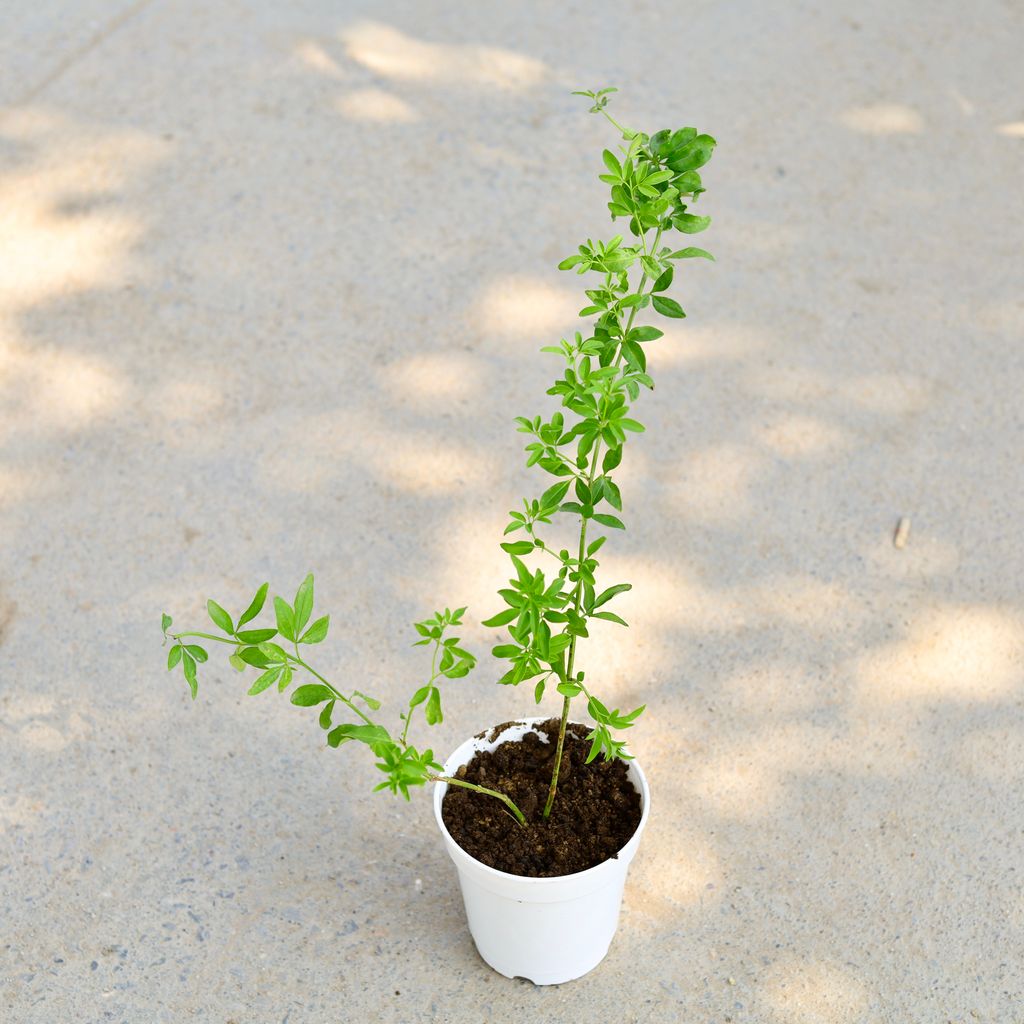 Chameli (Any Colour) in 5 Inch White Nursery Pot