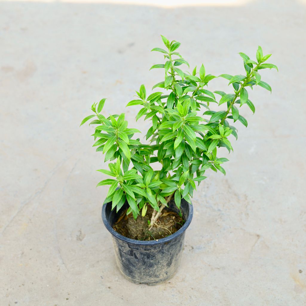 Allamanda Mini in 5 Inch Nursery Pot