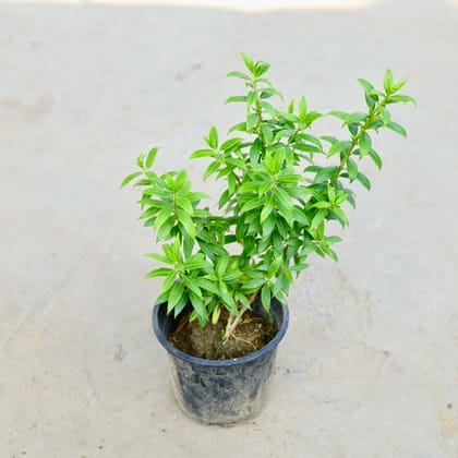 Buy Allamanda Mini in 5 Inch Nursery Pot Online | Urvann.com