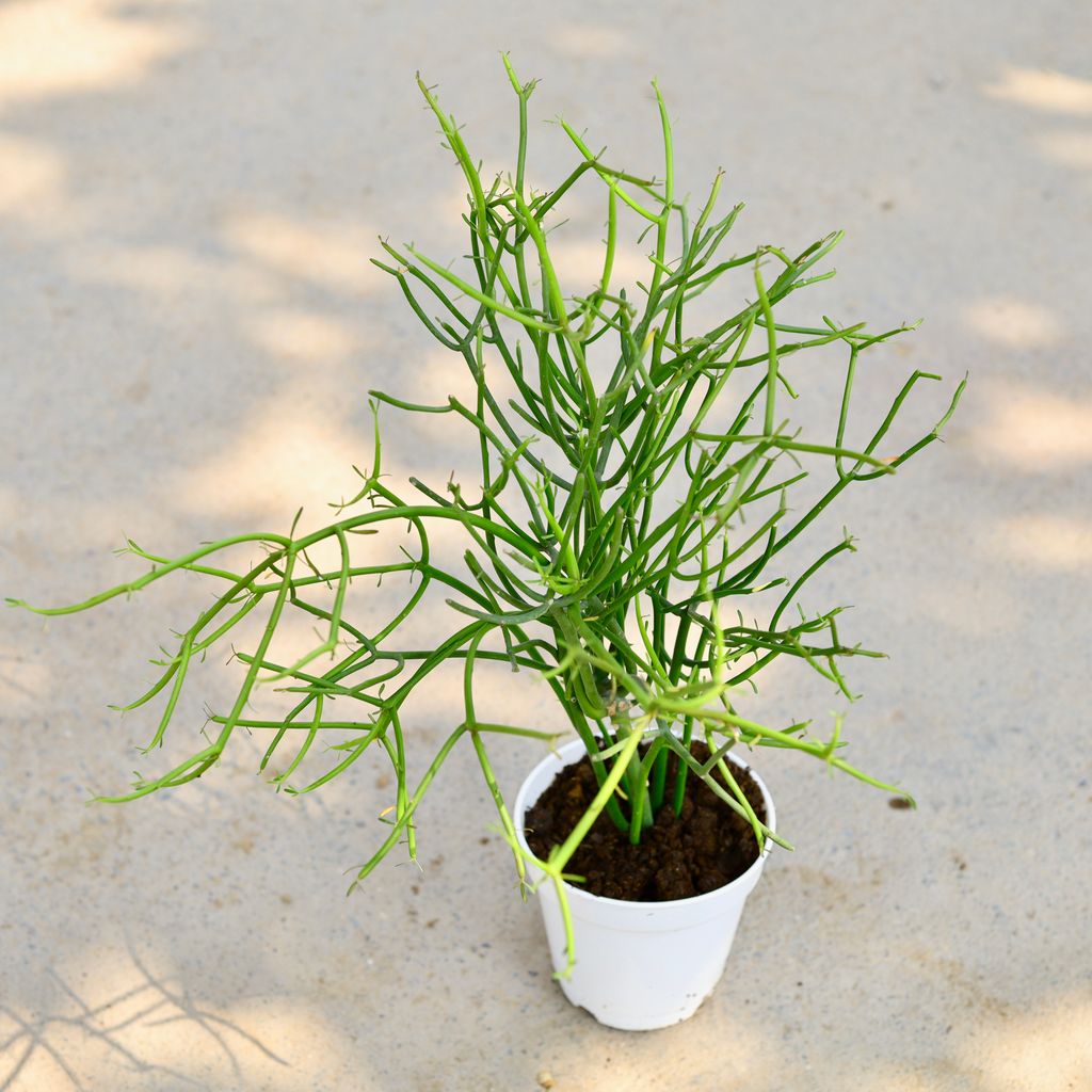 Pencil Cactus in 5 Inch White Nursery Pot