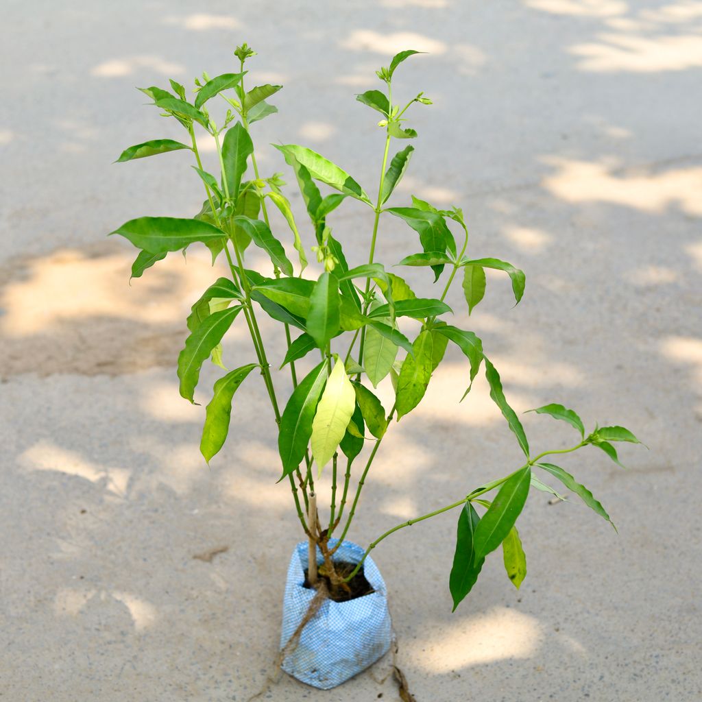 Allamanda (Any Colour) in 5 Inch Nursery Bag