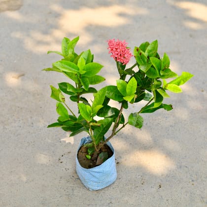 Buy Ixora Pink in 6 Inch Nursery Bag Online | Urvann.com