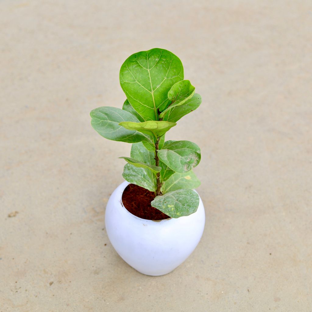 Fiddle Leaf Fig / Ficus Lyrata in 5 Inch Classy White Apple Plastic Pot