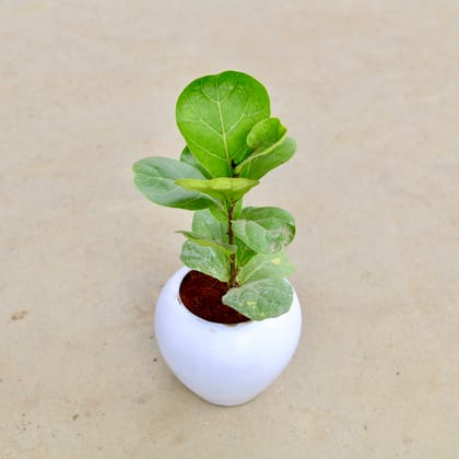 Buy Fiddle Leaf Fig / Ficus Lyrata in 5 Inch Classy White Apple Plastic Pot Online | Urvann.com