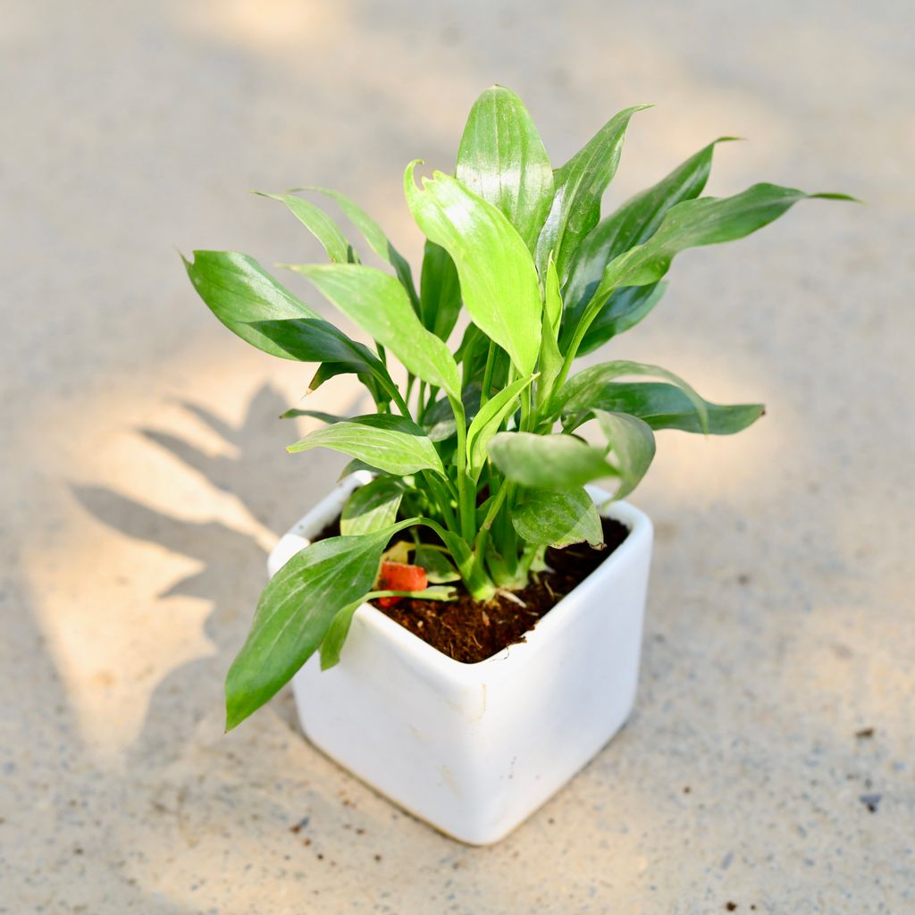 Peace Lily in 3 Inch Classy White Square Ceramic Pot