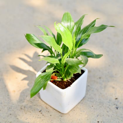 Buy Peace Lily in 3 Inch Classy White Square Ceramic Pot Online | Urvann.com