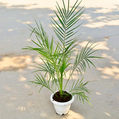 Buy Phoenix Palm (~ 2-2.5 Ft) in 8 Inch Classy White Plastic Pot Online | Urvann.com