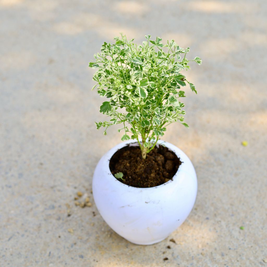 Aralia Mini Variegated in 5 Inch Classy White Apple Plastic Pot