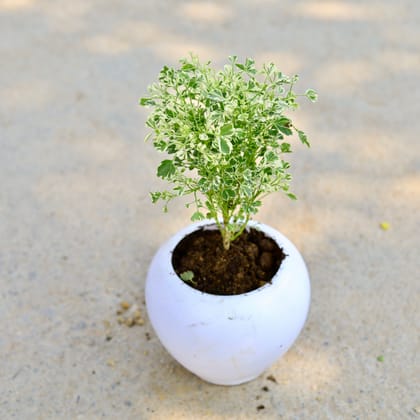 Buy Aralia Mini Variegated in 5 Inch Classy White Apple Plastic Pot Online | Urvann.com