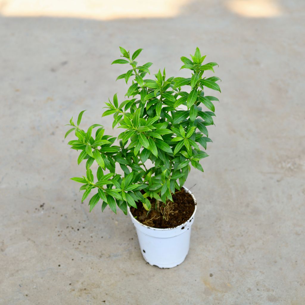 Allamanda Mini in 5 Inch White Nursery Pot