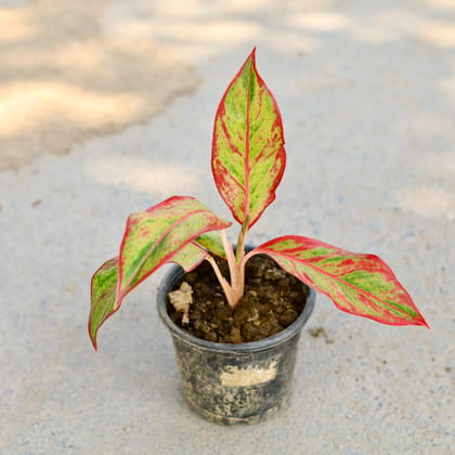 Buy Aglaonema Lipstick in 4 Inch Nursery Pot Online | Urvann.com