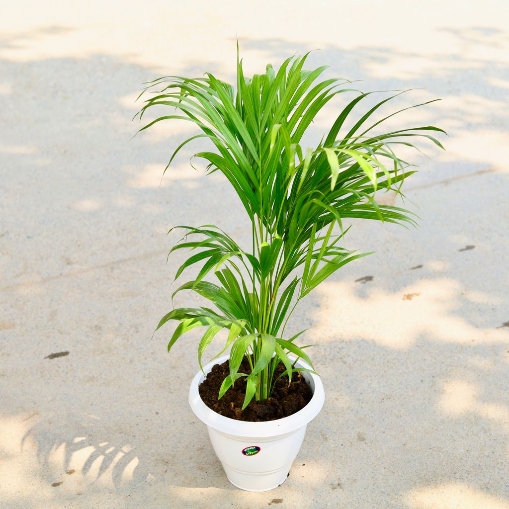 Areca Palm (~ 2 Ft) in 10 Inch Classy White Plastic Pot