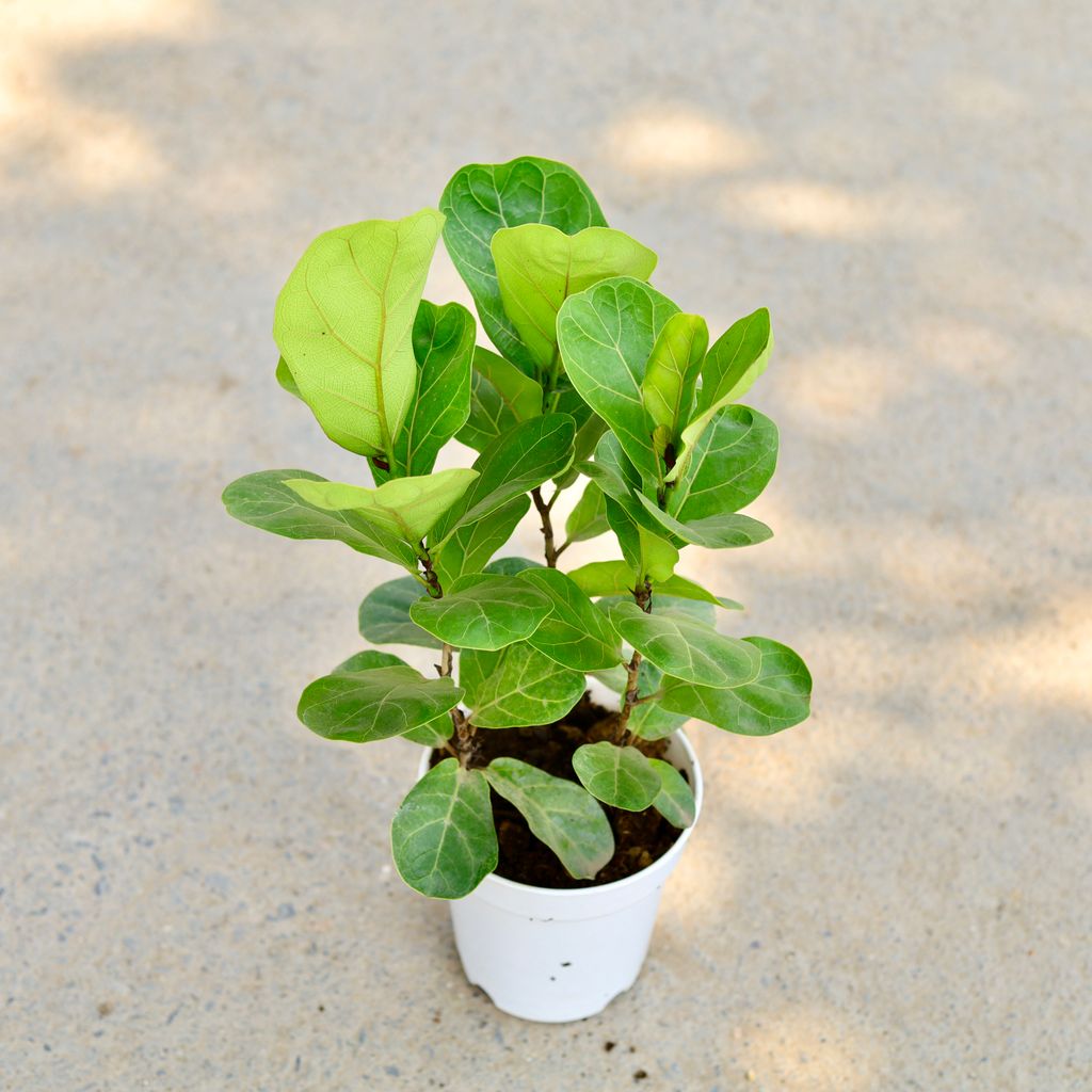 Fiddle Leaf Fig / Ficus Lyrata (3 In 1) in 5 Inch White Nursery Pot