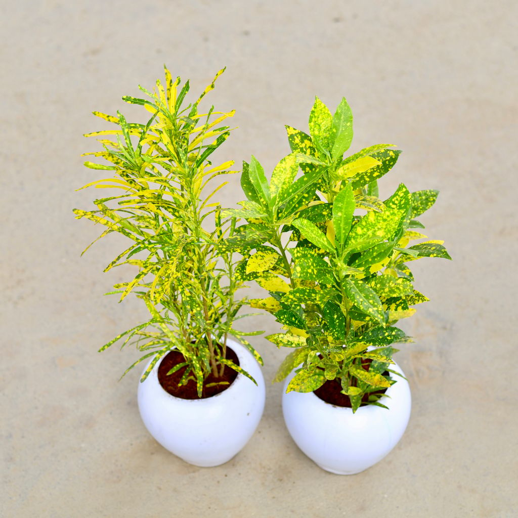 Set Of 2 - Chironji Croton & Baby Croton in 5 Inch Classy White Apple Plastic Pot