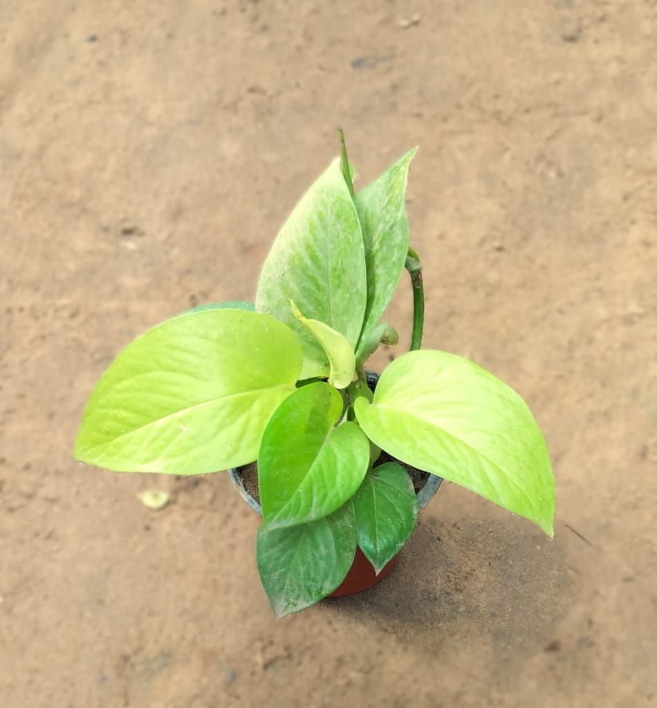 Golden Money Plant in 4 Inch Nursery Pot