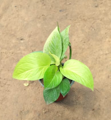 Golden Money Plant in 4 Inch Nursery Pot