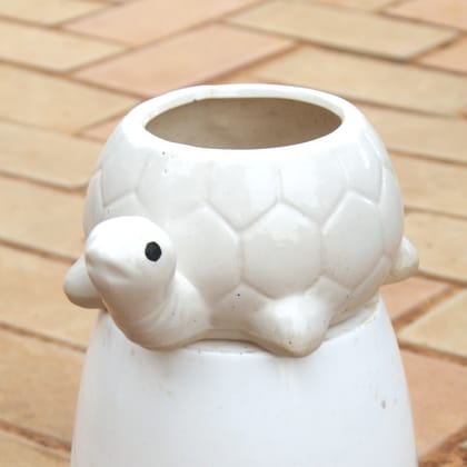 Buy 5 Inch Classsy White Turtle Designer Ceramic Pot Online | Urvann.com