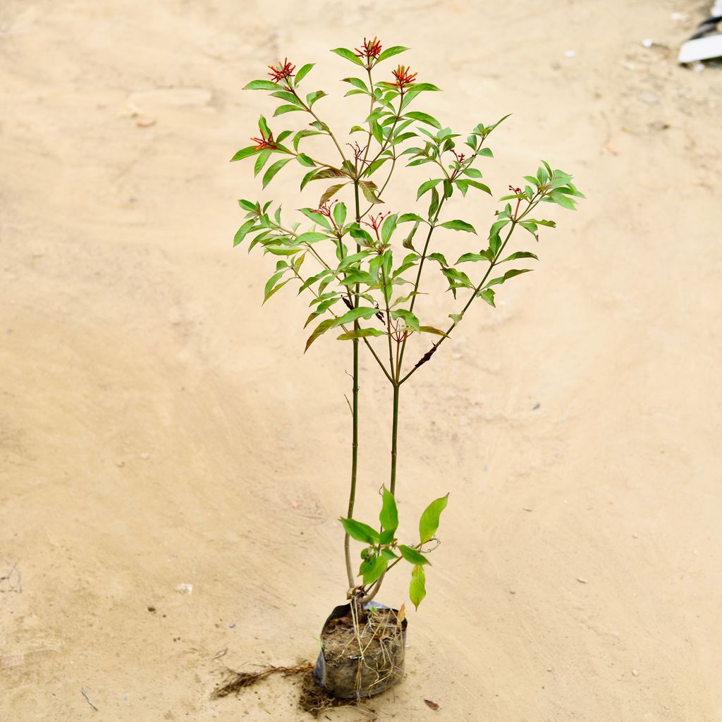 Chinese Hamelia / Firebush (any colour) in 5 Inch Nursery Bag