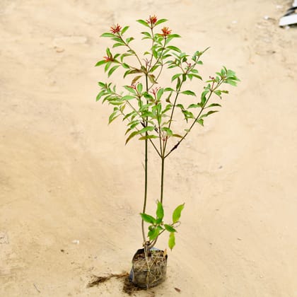 Chinese Hamelia / Firebush (any colour) in 5 Inch Nursery Bag