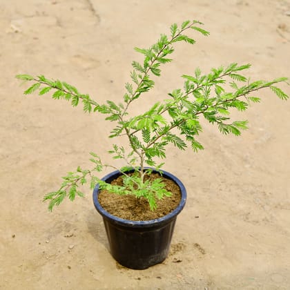 Holy Shami in 10 Inch Nursery Pot