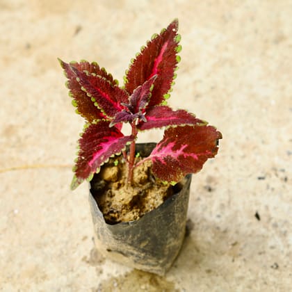 Buy Coleus Red in 6 Inch Nursery Bag Online | Urvann.com