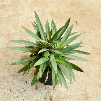 Buy Rhoeo / Durangi in 6 Inch Nursery Pot Online | Urvann.com