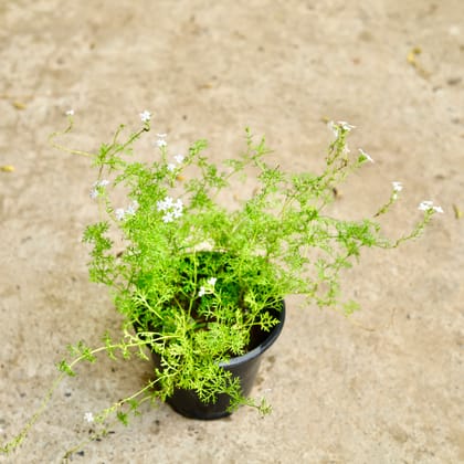 Buy Verbena (Any Colour) in 8 Inch Nursery Pot Online | Urvann.com