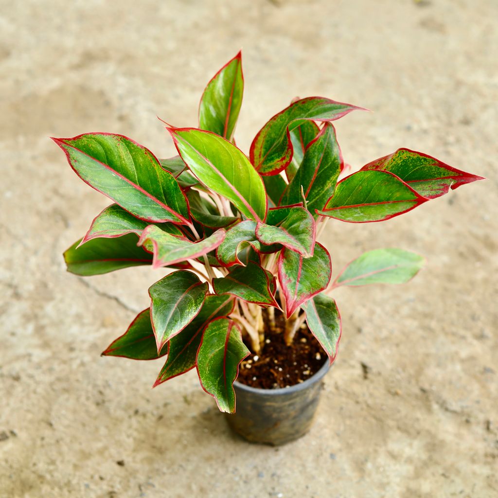 Aglaonema Lipstick in 6 Inch Nursery Pot