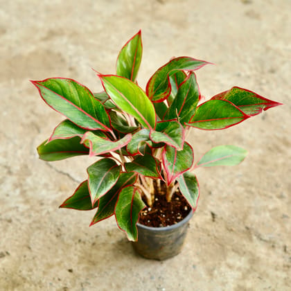 Buy Aglaonema Lipstick in 6 Inch Nursery Pot Online | Urvann.com