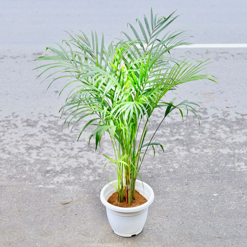 Areca Palm (~ 4 Ft) in 12 Inch Classy White Plastic Pot