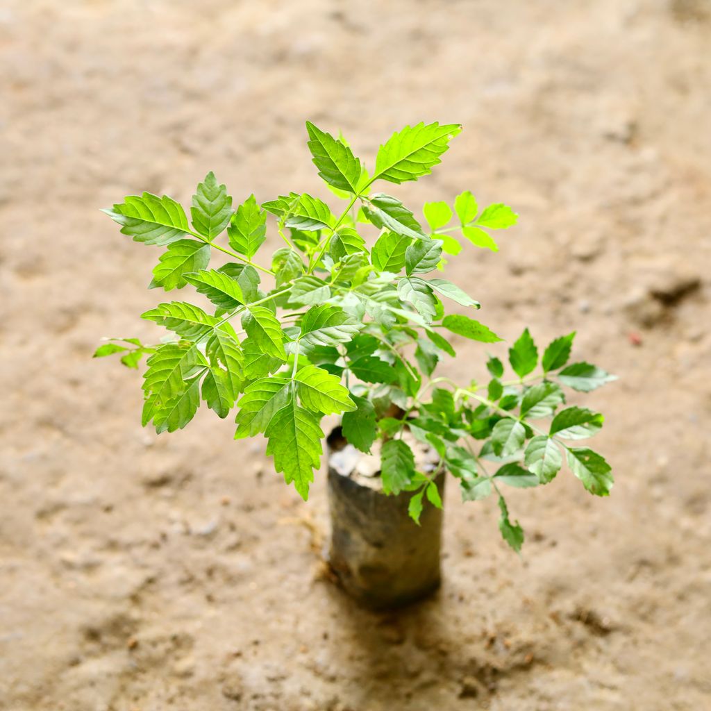 Neem Bel in 6 Inch Nursery Bag