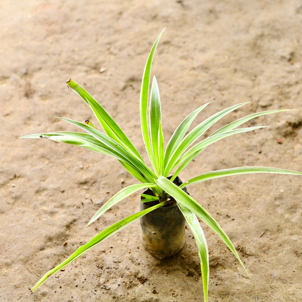 Spider Plant in 4 Inch Nursery Bag