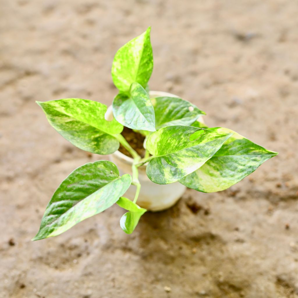 Money Plant Green in 4 Inch White Nursery Pot