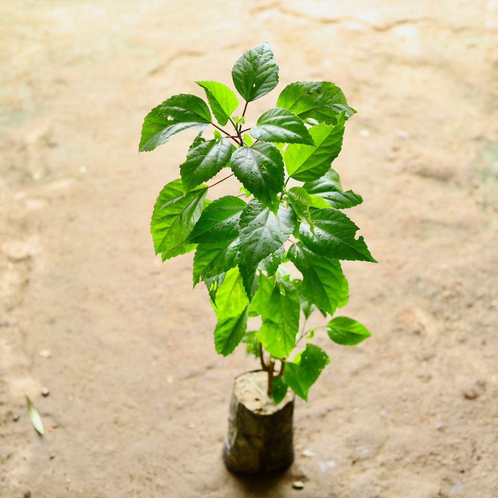 Hibiscus / Gudhal White in 6 Inch Nursery Bag