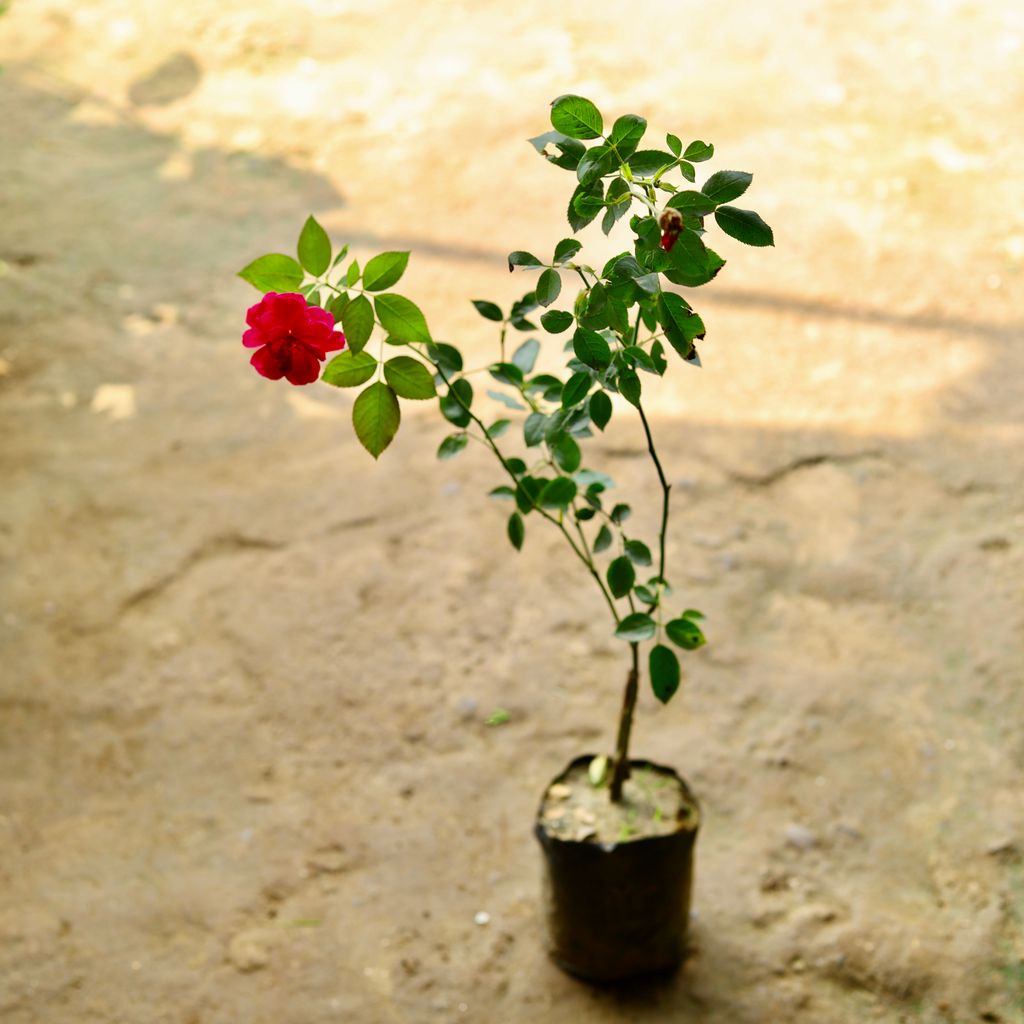 Rose / Gulab Desi Red in 6 Inch Nursery Bag