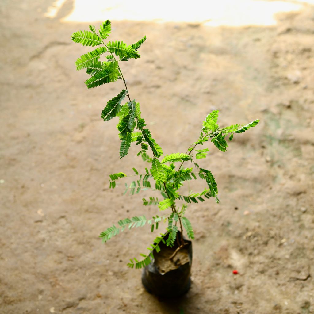 Amla / Indian Gooseberry in 6 Inch Nursery Bag