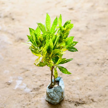 Buy Baby Croton in 4 Inch Nursery Bag Online | Urvann.com